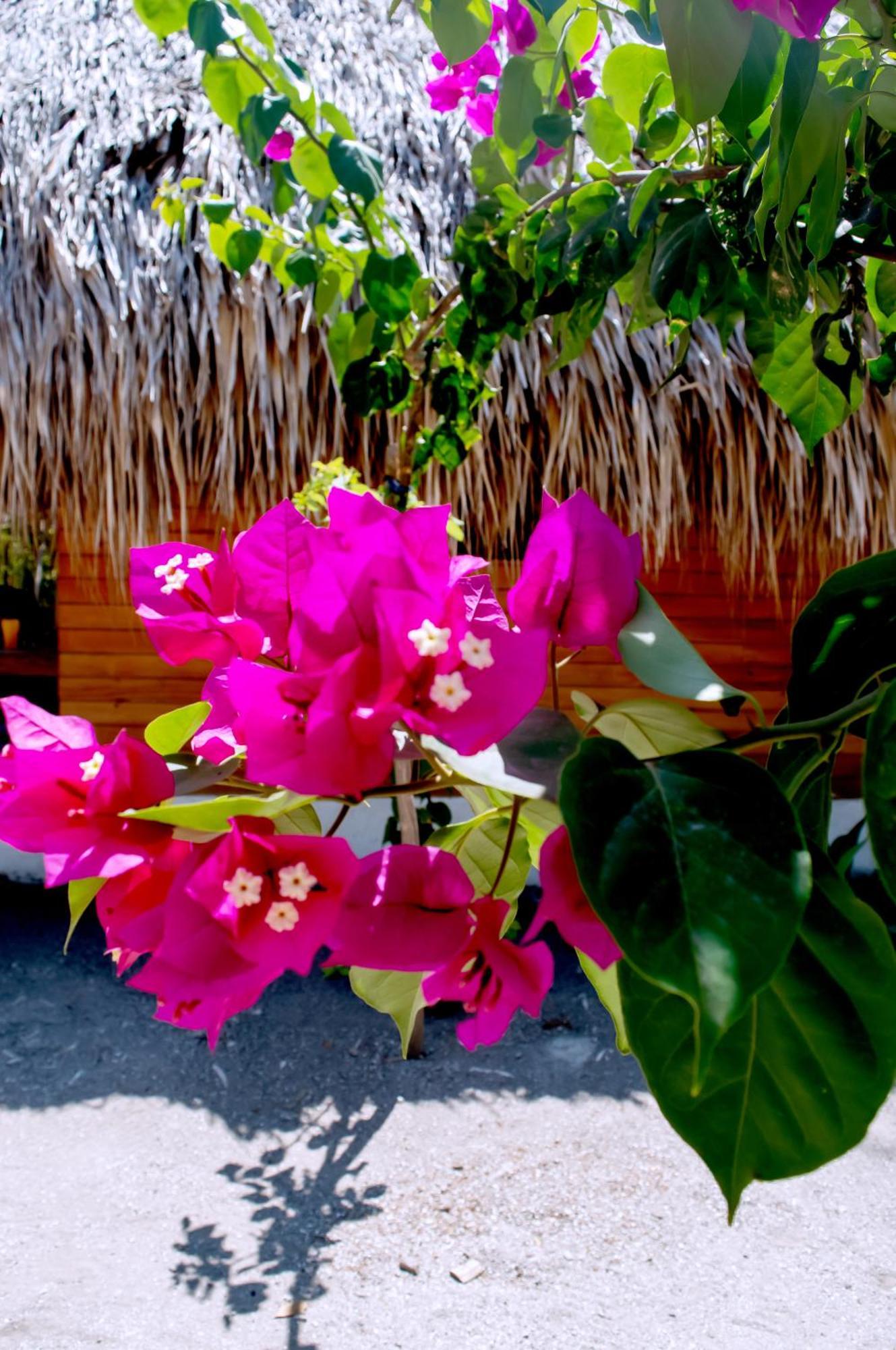 Palma Plata Islas Del Rosario Isla Grande  Dış mekan fotoğraf